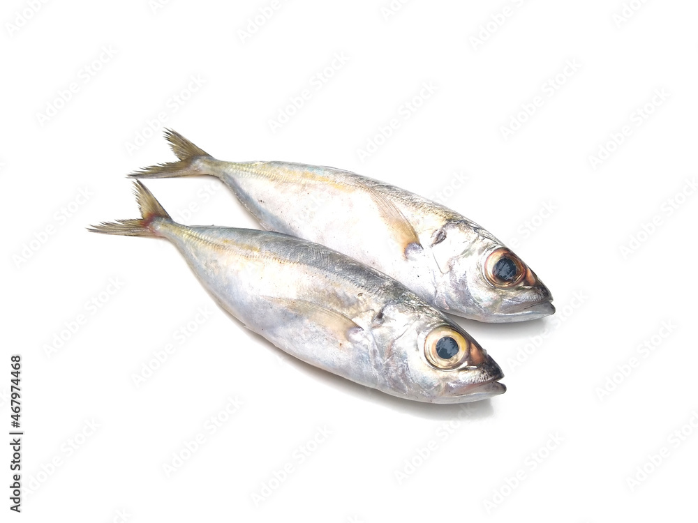 Horse Mackerel fish isolated on white background, selective focus Horse Mackerel fish isolated on white background, selective focus