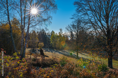 Schwarzwald ,Herbst ,sonne
