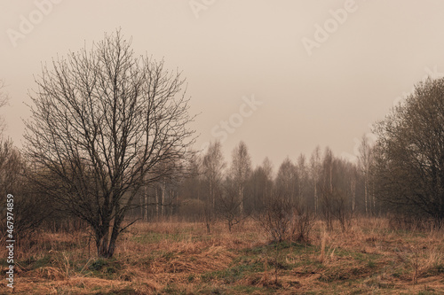 Cloudy day in woods in early spring. Dry grass and tree without leaves in foreground