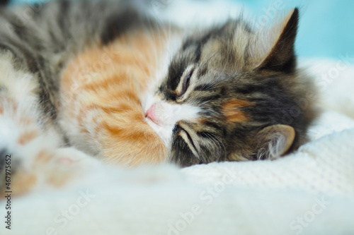 cute tricolor fluffy sleeping kitty on a white knitted blanket..