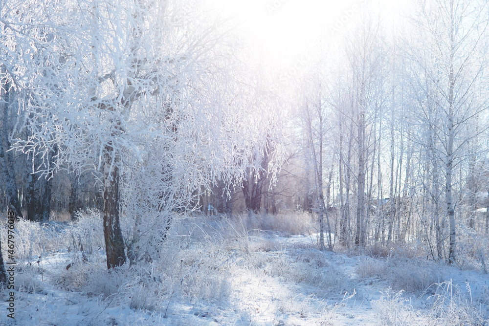 Obraz premium winter landscape. beautiful snowy birch forest..