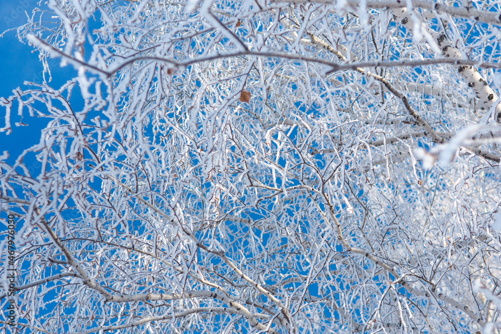 Fototapeta premium winter background and texture of snow-covered birch branches against the blue sky..