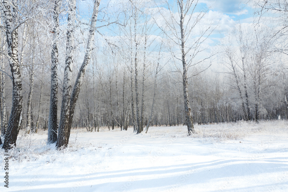 winter landscape. beautiful snowy birch forest.. winter landscape. beautiful snowy birch forest..
