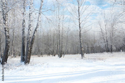 winter landscape. beautiful snowy birch forest..