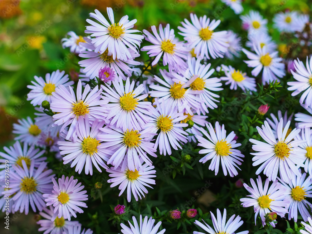 Fototapeta premium Symphyotrichum novae-angliae on a flowerbed in a park in November
