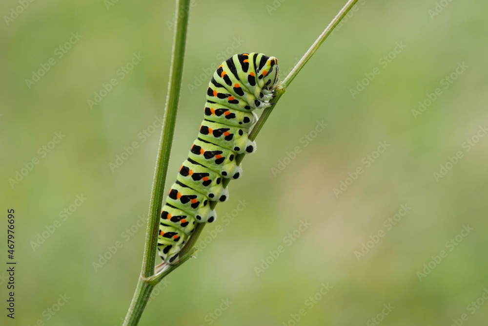 Fototapeta premium Schwalbenschwanz (Papilio machaon) 