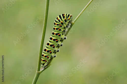 Schwalbenschwanz (Papilio machaon) 
