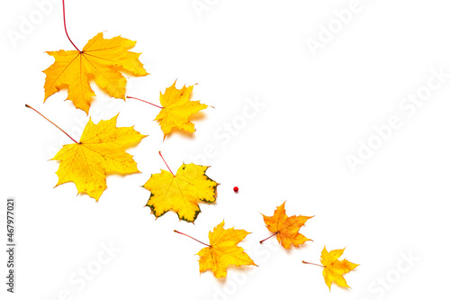 Autumn yellow maple leaves fly around the trees. Foliate is isolated on a white background, copyspace