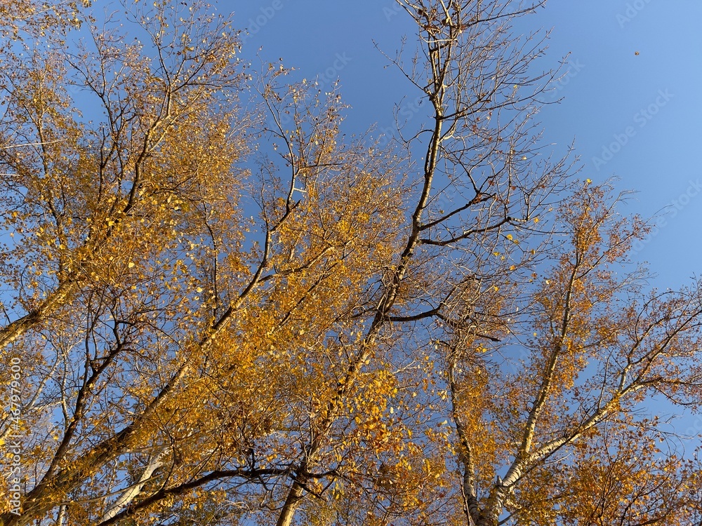autumn golden trees against sky bottom view autumn golden trees against sky bottom view