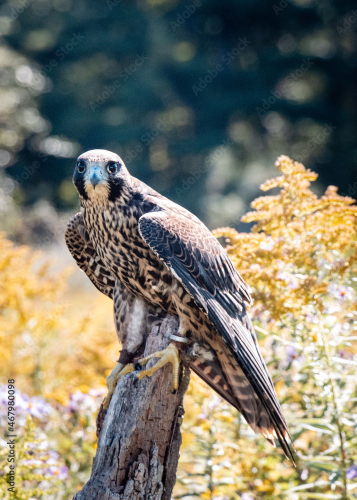 Fototapeta premium Peregrine Falcon on perch looking into camera