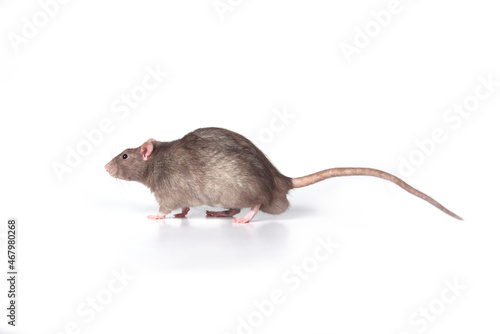 A brown wild breed rat on a white background in the studio sniffs something on the floor