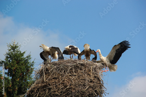 Belarus stork