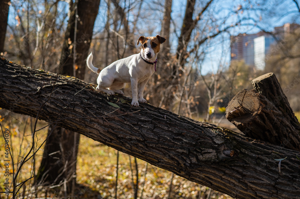 Fototapeta premium Jack russell terrier dog for a walk in the autumn forest.
