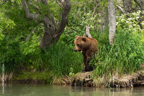 brown bear catching fish in the river Kamchatka © Sergey