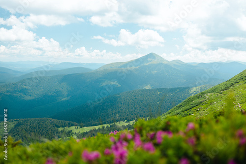 Blossoming pink rhododendron flowers on the high mountain hill. Horizontal banner with place for text.