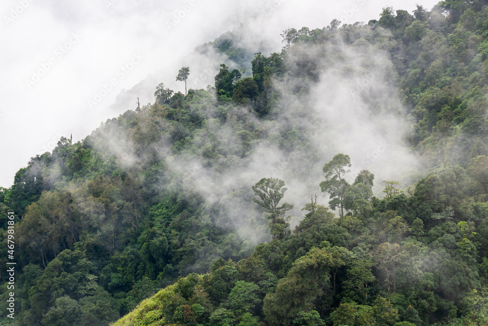 heavy fog in the forest view from above