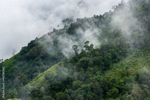 heavy fog in the forest view from above