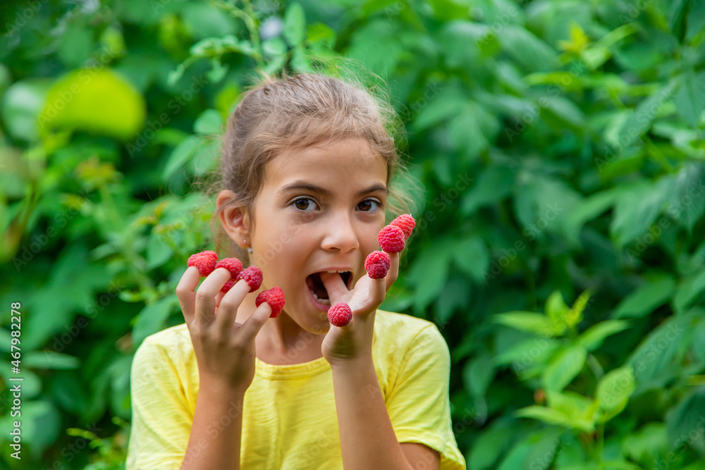 Harvest raspberries in the hands of a child. Selective focus. Harvest raspberries in the hands of a child. Selective focus.
