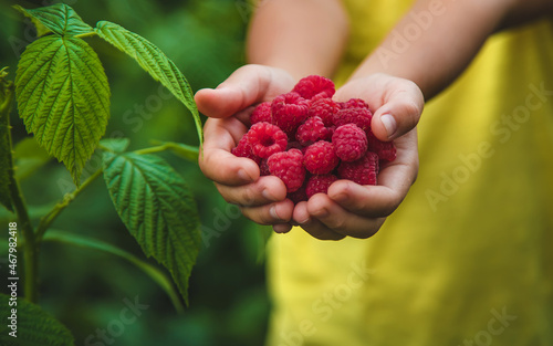 Harvest raspberries in the hands of a child. Selective focus.