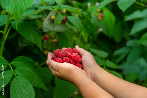 Harvest raspberries in the hands of a child. Selective focus.
