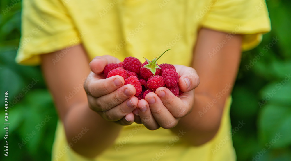Harvest raspberries in the hands of a child. Selective focus. Harvest raspberries in the hands of a child. Selective focus.