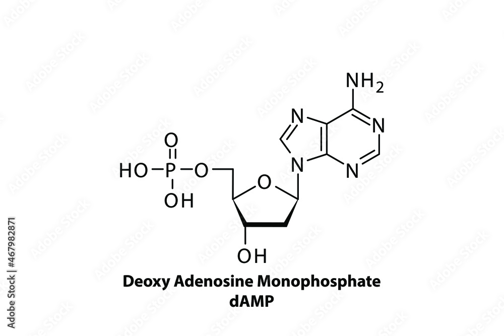 dAMP - Deoxyadenosine monophospate Nucleotide molecule strcuture on white background dAMP - Deoxyadenosine monophospate Nucleotide molecule strcuture on white background