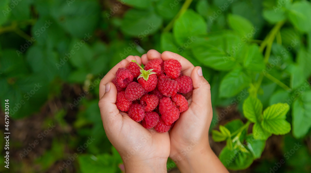 Harvest raspberries in the hands of a child. Selective focus. Harvest raspberries in the hands of a child. Selective focus.