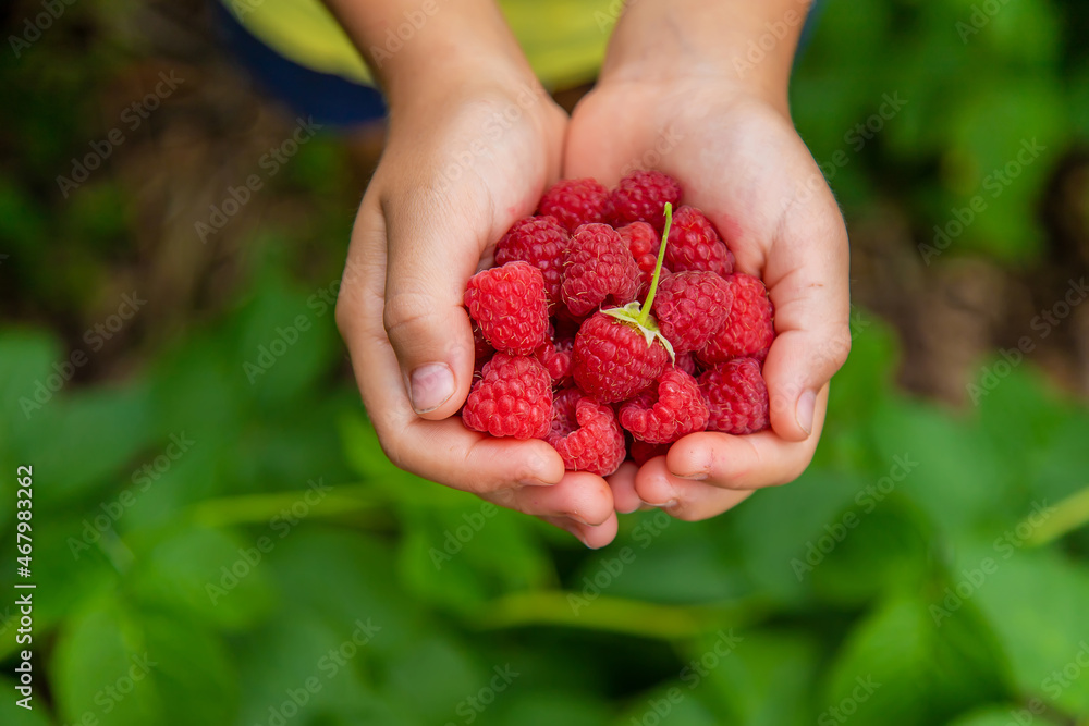 Harvest raspberries in the hands of a child. Selective focus. Harvest raspberries in the hands of a child. Selective focus.