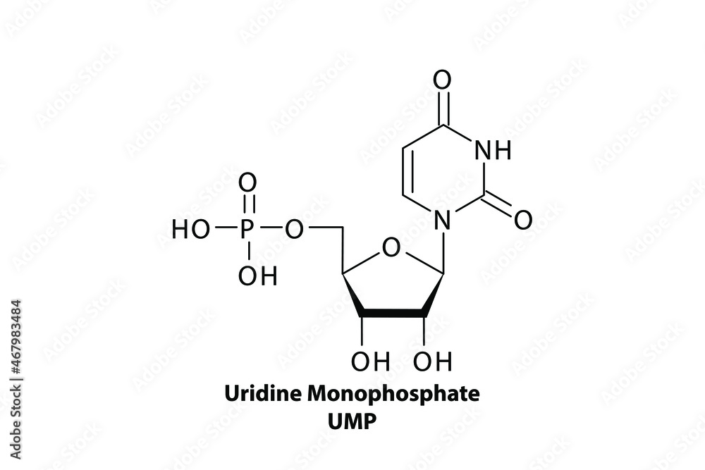 UMP - Uridine monophosphate Nucleotide molecule strcuture on white background UMP - Uridine monophosphate Nucleotide molecule strcuture on white background