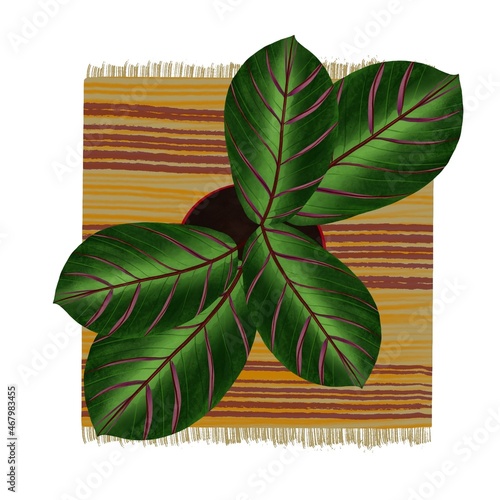 Beautiful plant on cosy carpet at home. Calathea, marantha, plant in pot. Home accesories for plant lovers. For plant lovers. Illustration of green plant on the floor.  photo