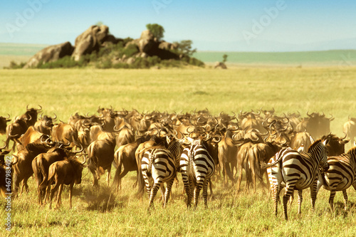 Fototapeta Naklejka Na Ścianę i Meble -  Grande Migration des Gnous et des Zébres dans le Serengeti