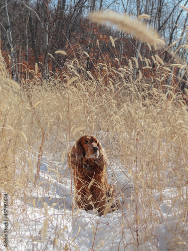 A red hunting dog sits in the snow in the tall grass and looks up at the sky. 
