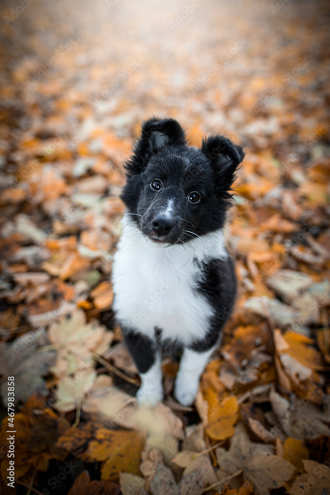 Black and white Sheltie dog in autumn