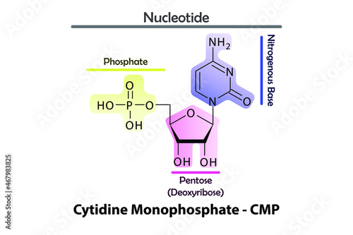 CMP - Cytidine monophosphate Nucleotide strcuture, building block of RNA molecule - sugar, phosphate and nitrogenous base.