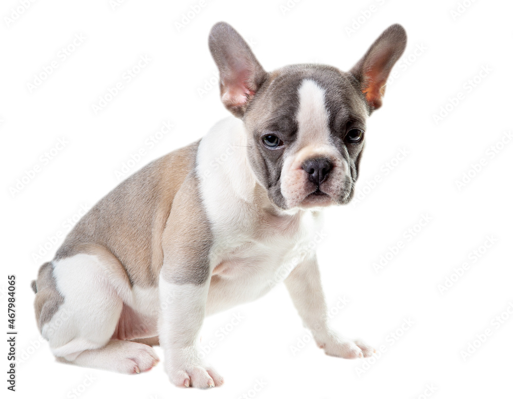 Fench bulldog puppy isolated on the white