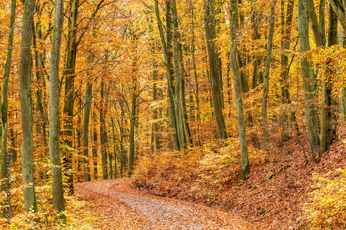 Goldener Herbst im Buchenwald ohne Sonne