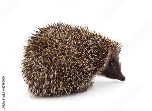 One brown hedgehog.