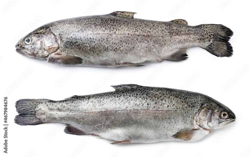 Rainbow trout raw whole on a white background, isolated. Top view Rainbow trout raw whole on a white background, isolated. Top view