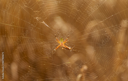 A striped spider on a web. Selective focus.