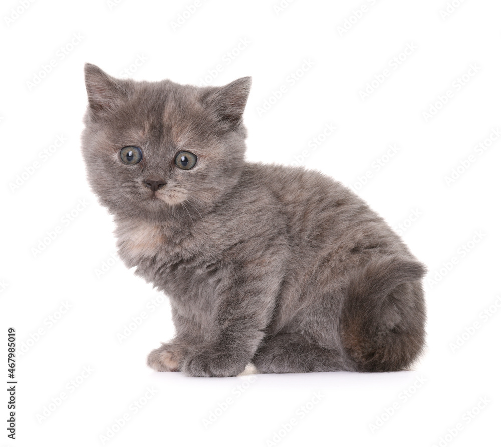 Cute little grey kitten sitting on white background