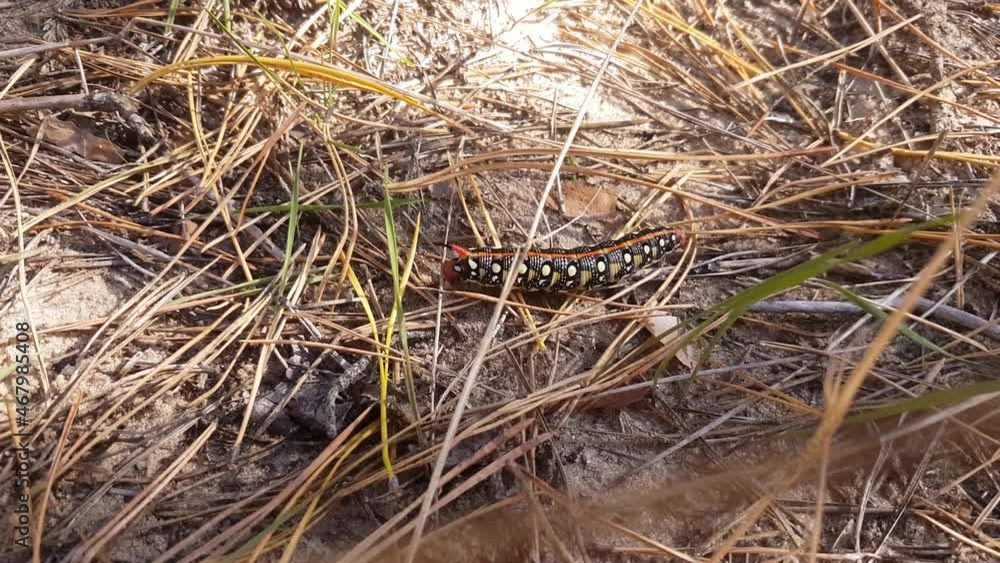 An incredibly beautiful multi-colored huge caterpillar of the Euphorbia hawk with a horn on its tail crawls quickly on a pine litter in a coniferous forest An incredibly beautiful multi-colored huge caterpillar of the Euphorbia hawk with a horn on its tail crawls quickly on a pine litter in a coniferous forest