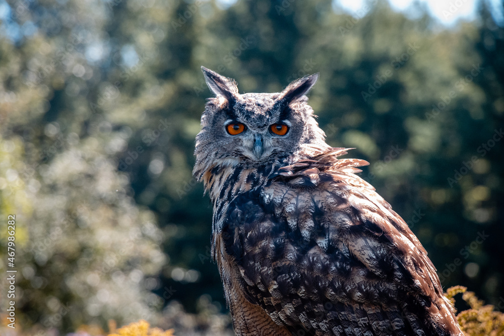 Bird of Prey - Great Horned Owl look into camera lens Bird of Prey - Great Horned Owl look into camera lens