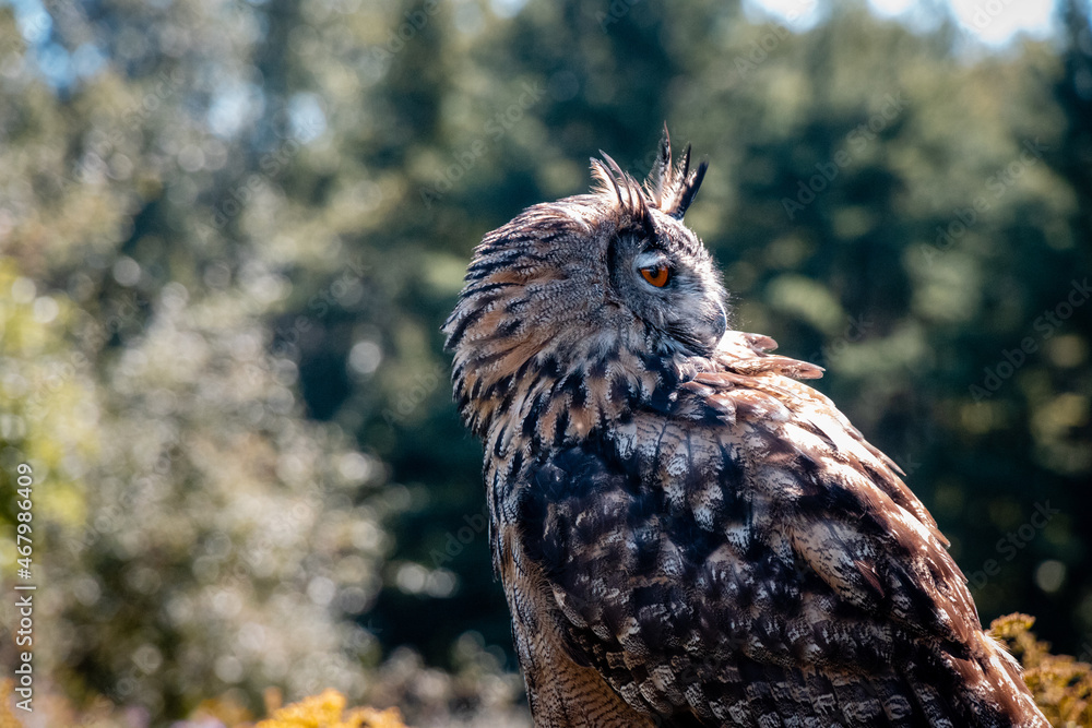 Bird of Prey - Great Horned Owl looking backward Bird of Prey - Great Horned Owl looking backward