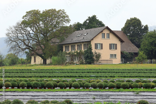 View of the nursery garden near town of Villigen, district of Brugg in the canton of Aargau, Switzerland photo