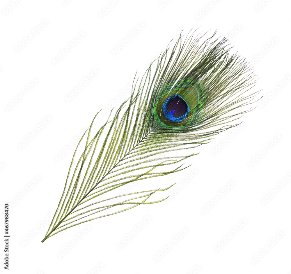 Obraz premium Beautiful bright peacock feather on white background