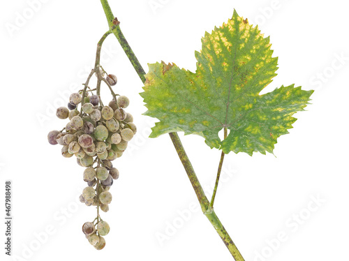 Powdery mildew of grape, wine grape diseases or pest, isolated on white, Uncinula necator photo