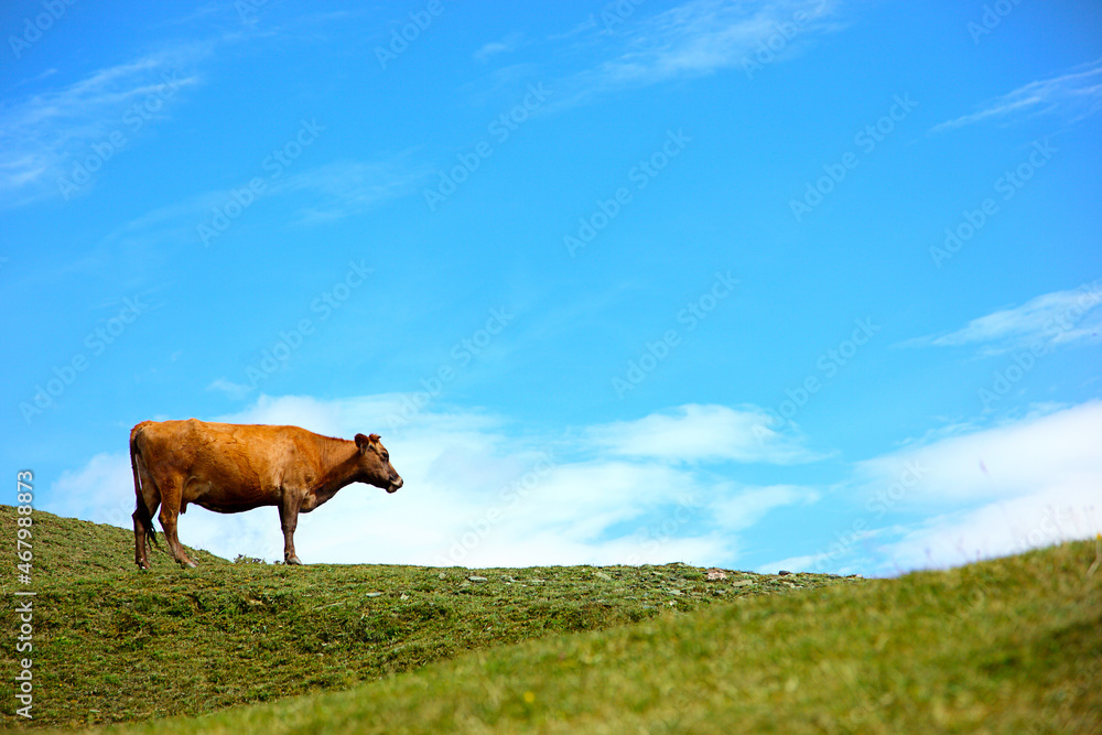 A cow grazes in a meadow in Georgia.