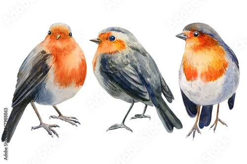 Fotografie, Obraz Set of watercolor robin bird