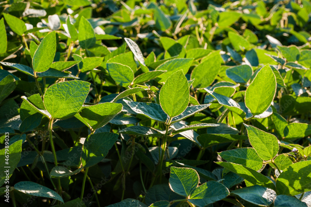 fresh soybean leaves, young shoots on the field illuminated by the sun