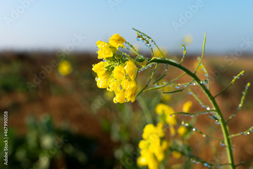 yellow flowers in the wind